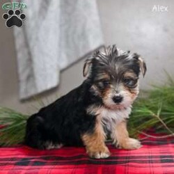 Alex/Morkie / Yorktese									Puppy/Male	/9 Weeks,These adorable Morkie puppies are eagerly looking for loving homes where they’ll be welcomed as cherished family companions. Raised on our farmette ,they receive plenty of daily love, attention, and interaction, helping them grow into confident, well-socialized little pups. Morkies are known for their playful personalities and affectionate nature, making them wonderful pets for families, singles, or anyone looking for a loyal lap companion.