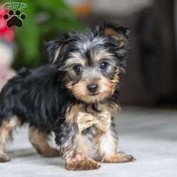 Jingles/Yorkie									Puppy/Male	/11 Weeks,Hi, I’m Jingles — a tiny Yorkshire Terrier puppy with a whole lot of cuteness packed into my little body! I have a soft, silky coat, bright twinkling eyes, and the happiest little prance that shows just how excited I am about everything. I love playing with toys, exploring new places, and soaking up all the cuddles I can get. I may be small, but I’m full of personality, sweetness, and charm — and I’m ready to bring joy to everyone I meet!