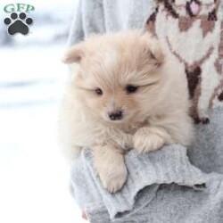 Annie/Pomeranian									Puppy/Female	/November 5th, 2025,Annie is an only puppy in her litter . she is smart with an approximate adult weight 4 to 5 pounds , she is in-home raised and trained to use pee pads . She is well loves amd soo incredibly sweet . 