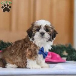 Asher/Shih Tzu									Puppy/Male	/10 Weeks,Meet Asher, an adorable AKC registered Shihtzu who’s brimming with curiosity and charm! With his sweet expression and a personality that shines, he will always be ready to brighten your day. This little guy is always eager to explore the world around him, whether it’s sniffing out new adventures or playfully chasing after his favorite toy. His bright eyes and wagging tail are always full of excitement, ready to turn every moment into a fun-filled experience. If you’re looking for a loyal companion who’s as inquisitive as loving, Asher is the perfect choice! The Mama, Brittany is a gorgeous Shihtzu who weighs 14 lbs. She’s the definition of sweet and gentle, always protecting and caring for her babies. The dad, Ralph is a striking Shihtzu weighing 12 lbs. He showcases his intelligence and elegance in everything he does. He passes down his excellent health, stunning coat, and well-balanced temperament to his puppies. Asher will join his forever family vet checked, up to date on vaccinations, dewormer, and he comes with a 1 year genetic health guarantee for your peace of mind. For more information or to schedule a visit, please call or text us anytime Monday through Saturday. Thanks! –Jonas Hershberger 