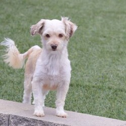 Rosie/Havanese									Puppy/Female	/5 Weeks,Hi, I’m Rosie—an absolutely adorable AKC registered Havanese puppy with a soft, fluffy coat and the happiest little personality! I love prancing around with my tail wagging, chasing after toys, and making everyone smile with my playful charm. When I’m all tuckered out, my favorite place to be is snuggled up close where it’s warm and cozy. With my gentle heart and silly spirit, I’m ready to be the perfect companion and fill my forever family’s days with love and joy.