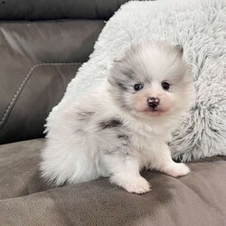 Teddy/Pomeranian									Puppy/Male	/7 Weeks,Allow Me to Introduce Myself… I’m Teddy A Merle Parti Pomeranian of Exceptional Quality Hello… my name is Teddy, and I’m a purebred AKC Pomeranian created for those who appreciate the finer things. I wear a rare merle parti coat that’s plush, thick, and perfectly balanced—paired with my teddy bear face and striking blue eyes that tend to stop people mid-sentence. My parents are in 6-7 pound range so I should stay a nice small size! I may be small, but I carry myself with confidence and charm. I’m soft to the touch, beautifully marked, and already quite aware that I’m something special. My coloring is eye-catching yet elegant—exactly what you’d expect from a top-tier Pomeranian. About Me: • Breed: Purebred Pomeranian • Color: Merle Parti • Eyes: Bright Blue • Birthdate: November 3, 2025 • Registration: AKC Registered • Care: Up to date on shots & dewormings • Includes: Microchipped   Written Health Guarantee • Raised: With careful handling and early socialization I’m looking for a home that values quality, beauty, and companionship. In return, I promise loyalty, sweetness, and a lifetime of turning heads wherever we go together. Delivery is available right to your door! Contact us today to make Teddy yours!