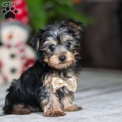 Jingles/Yorkie									Puppy/Male	/11 Weeks,Hi, I’m Jingles — a tiny Yorkshire Terrier puppy with a whole lot of cuteness packed into my little body! I have a soft, silky coat, bright twinkling eyes, and the happiest little prance that shows just how excited I am about everything. I love playing with toys, exploring new places, and soaking up all the cuddles I can get. I may be small, but I’m full of personality, sweetness, and charm — and I’m ready to bring joy to everyone I meet!