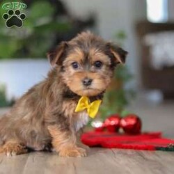 Brady/Morkie / Yorktese									Puppy/Male	/12 Weeks,Meet Brady, an irresistibly cute F1B male Morkie with a big personality in the perfect cuddle-sized package. With his soft, fluffy coat, bright eyes, and heart-melting face, he’s as charming as they come. Sweet and affectionate, Brady also has a playful, spunky side that keeps things fun.