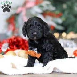 Benson/Cockapoo									Puppy/Male	/6 Weeks,Meet the most adorable Cockapoo named Benson! This handsome boy is the definition of  sweet and lovable—always ready to greet people with tail wags and snuggles. He has a playful side too, especially when there’s a toy involved or a new spot to explore. With his soft, wavy coat and warm eyes, he knows exactly how to melt hearts. Whether it’s joining in on adventures or curling up for a cozy nap, this little one may just be the perfect little sidekick for your family!