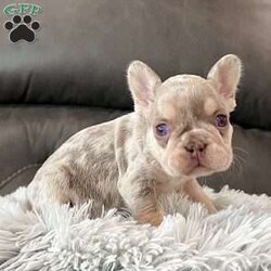 Bliss/French Bulldog									Puppy/Female	/6 Weeks,Meet Bliss, a truly exceptional purebred AKC French Bulldog with breathtaking lilac tan merle coloring and striking blue eyes that instantly capture attention. She boasts a compact, chunky build with excellent structure—small, sturdy, and full of presence. Bliss is the definition of quality in a Frenchie puppy. Her rich merle patterning, soft pastel tones, and confident stance make her a standout choice for anyone seeking both beauty and substance in one unforgettable pup. Bliss at a Glance: • Breed: Purebred French Bulldog • Color: Lilac Tan Merle • Eyes: Blue • Build: Compact, chunky, and well-balanced • Birthdate: November 8, 2025 • Registration: AKC Registered • Health Care: Up to date on shots & dewormings • Included: Microchipped   Health Guarantee • Temperament: Well socialized and family oriented Bliss is more than just stunning—she’s confident, affectionate, and ready to become a cherished member of her new family. Whether you’re looking for a show-stopping companion or a high-end Frenchie with exceptional appeal, she delivers on every level. Delivery available right to your door Contact us today to welcome Bliss into your family