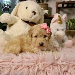 Nova/Mini Aussiedoodle									Puppy/Female	/6 Weeks,Say hello to Nova, an absolutely irresistible Mini Aussiedoodle who is bursting with love, charm, and personality. Nova is the perfect blend of her wonderful parents—Ariel, a gentle and devoted 30-lb Australian Shepherd, and Emerson, a 10-lb Mini Poodle who thrives on attention—both genetically clear for your peace of mind. As an only puppy, Nova has enjoyed endless cuddles and one-on-one time, making her exceptionally sweet, confident, and people-focused. She is playful yet loving, the kind of puppy who will happily chase toys and then curl up in your lap. Nova comes up to date on all vaccines and deworming, has had a recent vet exam, is microchipped, and includes a one-year genetic health guarantee. She will also go home with a thoughtfully prepared starter kit (food, toy, blanket, and more) to help her settle in comfortably. Nationwide delivery is available by ground transport or flight nanny, and pickup is always welcome. Nova isn’t just a puppy—she’s a loyal companion ready to light up your home and heart. 