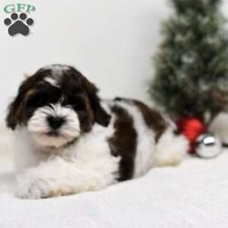 Barney/Shih-Poo									Puppy/Male	/8 Weeks,Hi! I am an adorable Shih-poo looking for a forever home. I promise to be your forever loyal friend and give unconditional love and lots of kisses. I was born on a mini farm in the country where it is very quiet and peaceful. My owners are not your everyday pet owners. They have a state-of-the-art kennel and specialize in poodles mini and toy also shitzus and teddy bears. There are also chickens on the farm that produce plenty of eggs for my owners. Bubbles is our family pet ready to greet you when you arrive to meet me. My parents are examined by a veterinarian on a regular basis for optimal healthr. Puppies will come with… – One year health guarantee – A head to tail examination by a licensed veterinarian and documents will be provided – A puppy starter kit of Nutrisource puppy food. We recommend to mix our food with food of your choice to make transition easier if you choose to feed another brand – Properly vaccinated and wormed along with documentation – Microchip included, once registered, owner can be notified in case I accidentally get lost Options to receive your pet… You are welcome to drive to our location to meet us at our home. We can deliver your pet via a reputable license transporter by ground or air. We can also fly your pet with a flight nanny service to all major airports. If you are interested in pet transportation, please contact us, so we can get a quote for you. Feel free to check out our website. You can find the link in our seller profile. While you are there check out all our reviews from all our happy families.