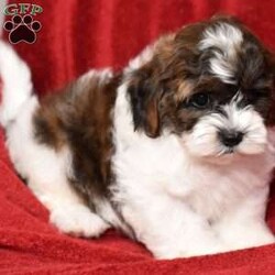 Barney/Shih-Poo									Puppy/Male	/8 Weeks,Hi! I am an adorable Shih-poo looking for a forever home. I promise to be your forever loyal friend and give unconditional love and lots of kisses. I was born on a mini farm in the country where it is very quiet and peaceful. My owners are not your everyday pet owners. They have a state-of-the-art kennel and specialize in poodles mini and toy also shitzus and teddy bears. There are also chickens on the farm that produce plenty of eggs for my owners. Bubbles is our family pet ready to greet you when you arrive to meet me. My parents are examined by a veterinarian on a regular basis for optimal healthr. Puppies will come with… – One year health guarantee – A head to tail examination by a licensed veterinarian and documents will be provided – A puppy starter kit of Nutrisource puppy food. We recommend to mix our food with food of your choice to make transition easier if you choose to feed another brand – Properly vaccinated and wormed along with documentation – Microchip included, once registered, owner can be notified in case I accidentally get lost Options to receive your pet… You are welcome to drive to our location to meet us at our home. We can deliver your pet via a reputable license transporter by ground or air. We can also fly your pet with a flight nanny service to all major airports. If you are interested in pet transportation, please contact us, so we can get a quote for you. Feel free to check out our website. You can find the link in our seller profile. While you are there check out all our reviews from all our happy families.