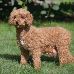 Timmy/Miniature Poodle									Puppy/Male	/11 Weeks,To contact the breeder about this puppy, click on the “View Breeder Info” tab above.