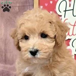 Lamar/Bich-Poo									Puppy/Male	/9 Weeks,Lamar is a spirited Bich-Poo puppy who is playful and happy! This wiggly boy is well socialized and ready to meet you! Lamar comes home with a 30 day health guarantee and an extended genetic health guarantee, both provided by the breeders. This cutie has also been seen by a vet and is up to date on shots and de-wormer.
