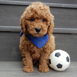 Kole/Mini Goldendoodle									Puppy/Male	/12 Weeks,Get ready for some puppy snuggles! My name is Kole and I’m the sweetest F1b mini goldendoodle! One look into my warm, loving eyes and at my super soft fluffy coat and I’ll be sure to have captured your heart already! I’m very happy, playful and very kid friendly and I would love to fill your home with all my puppy love!! I have a very sweet personality, and I love giving kisses. I stand out above the rest with my sweet, loving personality and my beautiful red coat and my cute puppy eyes! I will come to you vet checked and up to date on all vaccinations and dewormings . I come with a 1-year guarantee with the option of extending it to a 3-year guarantee and shipping is available! My mother is Jody, an F1 Goldendoodle weighing 35# and my father is Atlas, an AKC 16# mini Poodle and he is genetic tested! Both of my parents are very sweet and kid friendly which will make me the same!! I will grow to approx. 20-25# and I will be hypoallergenic and non shedding!!!… Why wait when you know I’m the one for you? Call or text Martha to make me the newest addition to your family and get ready to spend a lifetime of tail wagging fun with me! (7% sales tax on in home pickups)