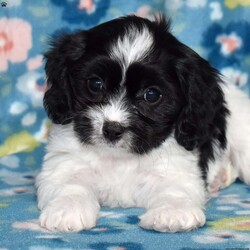 Tux/Cavachon									Puppy/Male	/November 24th, 2025,Tux is a charming Cavachon puppy with a striking black-and-white coat that perfectly matches his playful personality. This handsome little guy is the best of both worlds, blending the gentle sweetness of the Cavalier King Charles Spaniel with the cheerful, affectionate nature of the Bichon Frise. From the moment you meet him, Tux has a way of making you smile with his expressive eyes and happy-go-lucky attitude.