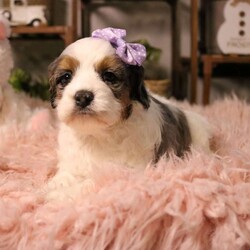 Whisper/Cockapoo									Puppy/Female	/7 Weeks,Meet Whisper, a precious Cockapoo girl with the sweetest, most gentle nature—true to her soft and beautiful name. Whisper has a calm, tender spirit and a quiet confidence that draws people in. She loves being close to her people, offering gentle kisses and cozy cuddles, and is happiest when she’s resting peacefully in your arms or following you softly from room to room. Her loving temperament comes from wonderful parents: her mom Trinity, a very friendly and beautiful Cocker Spaniel, and her dad Ryder, a fun, loving mini Poodle who enjoys running and playing. Whisper is up-to-date on all vaccinations and dewormers, has had a full vet check, and will come with a one-year genetic health guarantee. To help her feel right at home, she also goes home with a starter kit including food, a toy, blanket, collar, leash, and more. We also offer nationwide delivery, making it easy for Whisper to be safely delivered right to your door. She’s a gentle little soul ready to quietly steal your heart and become a cherished companion.