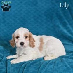 Lily/Cockapoo									Puppy/Female	/November 22nd, 2025,These adorable Cockapoo puppies are ready to find their loving forever homes! Cockapoos are a popular hybrid known for their affectionate personalities, intelligence, and happy, playful nature. These puppies are the perfect blend of their parents—their mom is a beautiful buff Cocker Spaniel and their dad is a sweet Mini Poodle—giving them the best traits of both breeds. Our puppies are family raised and socialized .Each puppy has been vet checked and is up to date on age-appropriate shots and dewormer, so you can feel confident you are bringing home a healthy puppy. For additional peace of mind, they come with a 30-day health guarantee. These sweet Cockapoo puppies are now looking for loving homes where they will be treasured as part of the family. If you are searching for a loyal, affectionate, and fun-loving companion, one of these puppies could be the perfect addition to your home.