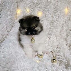 Opie/Pomeranian									Puppy/Male	/13 Weeks,Opie is the sweetest little guy! Loves people, playtime is his favorite even tho a belly rub is high up on his list too! 