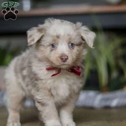 Turbo/Miniature Australian Shepherd									Puppy/Male	/8 Weeks,Meet Turbo! An irresistibly sweet and adorable Miniature Australian Shepherd puppy. With a coat as soft as a cloud and eyes that sparkle with curiosity, he is sure to steal the spotlight wherever he may go.  Mini Aussies are known for their intelligence, playful energy and friendly nature, making them a favorite for families and individuals alike. They form strong bonds to their people and they thrive on love and attention. Whether you’re hiking a trail or relaxing at home, he will bring a spark of fun and companionship that’s hard to match. Loyal, bright, and endlessly affectionate, he’s not just a pet—he’s a best friend in the making. This handsome boy will follow your lead and join you on countless adventures!