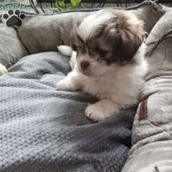 Button/Shih-Poo									Puppy/Female	/6 Weeks,Hey there!  Meet Button,  AKA cute as a button! She is a lively little pup, the only one in the litter, so she comes up with lots of cute little games, all by herself! Loves attention and also playing all by herself. She will be a great addition to any loving home!