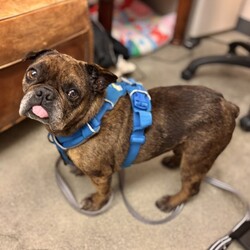 Adopt a dog:Sando/Bulldog/Male/10 y,  1 m,This dog’s adoption fee has been generously sponsored! Arriving from Fresno, meet mister Sando, the 10-year French Bulldog mix! Sando enjoys going at his own pace like the senior sweetie he is. A gentle boy, Sando is a slow mover who likes things to happen on his time. With some time and treats, he will become your sweet BFF who leans in for pets and love. Sando is a bit nervous about new humans reaching for him so would love some delicious snacks to help him understand that you’re a friend. He’s ready to go on some (not-very-fast-paced) walks with you or lounge on the couch by your side! He wants to curl up in the sun and enjoy his golden years with a new friend; could that be you? Come meet him and find out!
