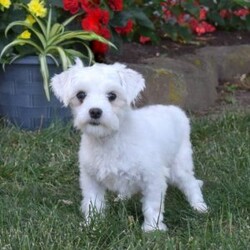Kortney/Maltipoo									Puppy/Female	/10 Weeks,Meet your new BFF, Kortney! This fluffy Maltipoo puppy is vet checked & up to date on shots & wormer, plus comes with a health guarantee provided by the breeder! Kortney is well socialized & currently being family raised with children!