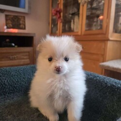 Vicky/Pomeranian									Puppy/Female	/6 Weeks,The puppies are very playful and love to be held. They wag their tails as soon as they see people. Great with children and other animals. Puppies available for pickup from Stroudsburg, Pennsylvania 18360, but I regularly visit Brooklyn, New York 11235 so I could bring him along.