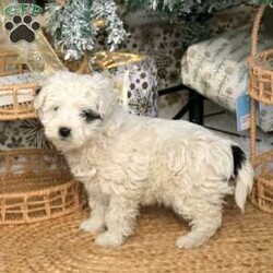 Cassie/Havapoo									Puppy/Female	/October 27th, 2025,Meet your new BFF, Cassie! This cuddly Havapoo puppy is vet checked & up to date on shots & wormer, plus comes with a health guarantee provided by the breeder! Cassie is well socialized & currently being family raised with children!