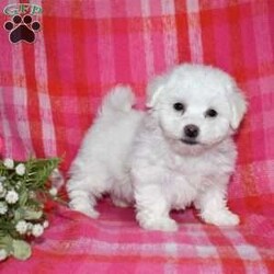 Winston (Tiny)/Bichon Frise									Puppy/Male	/November 24th, 2025,Winston is a precious Bichon Frise puppy with a gentle soul and a heart full of love. Expected to mature at just 7–9 pounds, Winston will remain delightfully tiny while providing an enormous amount of joy. His soft, cloud-like coat and sweet personality make him irresistible.