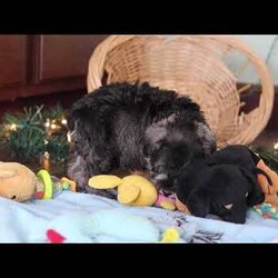 Trace/Miniature Schnauzer									Puppy/Male	/9 Weeks,Meet Trace, an absolutely adorable AKC Miniature Schnauzer with a personality as charming as his signature whiskers! Full of curiosity and playful energy, he loves exploring new surroundings, chasing toys, and showering everyone with affection. With his bright, expressive eyes and soft, wiry coat, Trace is impossible to resist. Whether he’s snuggling close for a cozy moment or showing off his playful antics, he is sure to bring endless joy, love, and companionship to any home lucky enough to have him.