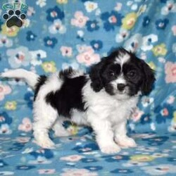 Tux/Cavachon									Puppy/Male	/November 24th, 2025,Tux is a charming Cavachon puppy with a striking black-and-white coat that perfectly matches his playful personality. This handsome little guy is the best of both worlds, blending the gentle sweetness of the Cavalier King Charles Spaniel with the cheerful, affectionate nature of the Bichon Frise. From the moment you meet him, Tux has a way of making you smile with his expressive eyes and happy-go-lucky attitude.