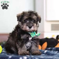 Trace/Miniature Schnauzer									Puppy/Male	/9 Weeks,Meet Trace, an absolutely adorable AKC Miniature Schnauzer with a personality as charming as his signature whiskers! Full of curiosity and playful energy, he loves exploring new surroundings, chasing toys, and showering everyone with affection. With his bright, expressive eyes and soft, wiry coat, Trace is impossible to resist. Whether he’s snuggling close for a cozy moment or showing off his playful antics, he is sure to bring endless joy, love, and companionship to any home lucky enough to have him.