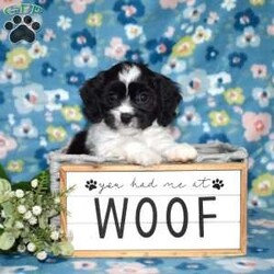 Tux/Cavachon									Puppy/Male	/November 24th, 2025,Tux is a charming Cavachon puppy with a striking black-and-white coat that perfectly matches his playful personality. This handsome little guy is the best of both worlds, blending the gentle sweetness of the Cavalier King Charles Spaniel with the cheerful, affectionate nature of the Bichon Frise. From the moment you meet him, Tux has a way of making you smile with his expressive eyes and happy-go-lucky attitude.