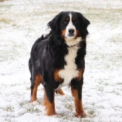 Cookie/Mini Bernedoodle									Puppy/Female	/6 Weeks,Hi, I’m Cookie! I’m a very cute Bernedoodle puppy with a fluffy coat and a sweet, loving personality. I love to play, explore, and make new friends, but I also enjoy snuggling up and giving lots of puppy kisses. I’m curious, happy, and full of energy, and I promise to fill my future home with joy and laughter. I can’t wait to meet my forever family and be their loyal, cuddly companion!