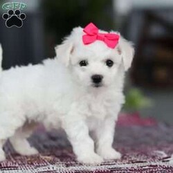 Cayli/Bichon Frise									Puppy/Female	/6 Weeks,Cayli is an absolutely adorable AKC Bichon puppy with a heart as soft as her fluffy white curls. This sweet little girl has the brightest, most curious eyes and a playful spirit that makes everyone fall in love with her instantly. Whether she’s prancing around with her tiny paws, snuggling up for cuddles, or showing off her gentle, loving personality, Cayli brings pure joy wherever she goes. She’s the perfect mix of elegance and puppy mischief—an irresistibly cute little companion who’s clearly destined to be someone’s very best friend,