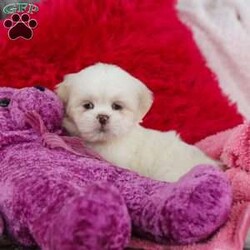 Maggie/Lhasa Apso									Puppy/Female	/9 Weeks,Meet Maggie! The most adorable and dynamic ACA registered Lhasa Apso puppy. With a long, silky coat, expressive dark eyes, and that signature confident strut, this breed is as elegant as it is affectionate. Lhasas are known for their loyal nature and gentle spirit, forming strong bonds with their people and loving cozy cuddle time just as much as playful moments. Intelligent, alert, and full of character, this little one makes a wonderful companion for families or individuals looking for a devoted, loving best friend wrapped in fluff.