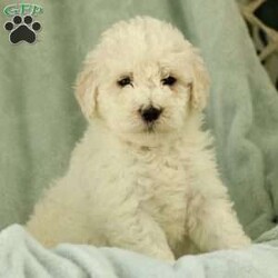 Shiloh ~ F1BB/Labradoodle									Puppy/Male	/December 12th, 2025,Our family has quickly fallen in love with our litter of cuddly puppies. They are very lovable and well-socialized. The children play with them often, and the puppies have been exposed to the constant noise of family life (laughing, talking, yelling, and a baby crying). They have experienced the sounds of a washing machine, dryer, and vacuum cleaner. The puppies have also enjoyed playing in the snow for short times.