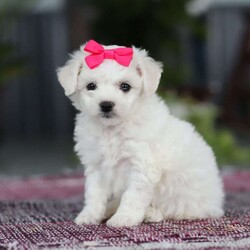 Cayli/Bichon Frise									Puppy/Female	/6 Weeks,Cayli is an absolutely adorable AKC Bichon puppy with a heart as soft as her fluffy white curls. This sweet little girl has the brightest, most curious eyes and a playful spirit that makes everyone fall in love with her instantly. Whether she’s prancing around with her tiny paws, snuggling up for cuddles, or showing off her gentle, loving personality, Cayli brings pure joy wherever she goes. She’s the perfect mix of elegance and puppy mischief—an irresistibly cute little companion who’s clearly destined to be someone’s very best friend,