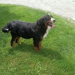 Jasper/Mini Bernedoodle									Puppy/Male	/15 Weeks,Meet Jasper! This sweet and adorable Mini Bernedoodle is looking for a forever family!