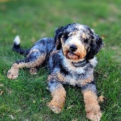 Roxy/Mini Bernedoodle									Puppy/Female	/December 5th, 2025,Meet Roxy, a sweet F2 mini Bernedoodle puppy. Roxy is playful and affectionate, and we anticipate she will grow to weigh between 25 to 35 pounds. We invite you to visit Roxy, her siblings, and her loving mother, who is known for her gentle and calm demeanor. Both parents have undergone genetic health testing to ensure the best for their puppies.