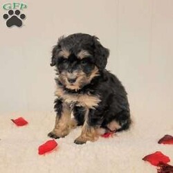 Roxy/Mini Bernedoodle									Puppy/Female	/December 5th, 2025,Meet Roxy, a sweet F2 mini Bernedoodle puppy. Roxy is playful and affectionate, and we anticipate she will grow to weigh between 25 to 35 pounds. We invite you to visit Roxy, her siblings, and her loving mother, who is known for her gentle and calm demeanor. Both parents have undergone genetic health testing to ensure the best for their puppies.