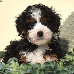 Riley/Mini Bernedoodle									Puppy/Female	/10 Weeks,Riley is a lively, bright-spirited micro Bernedoodle with a classic black tri coat and a heart full of fun. From the moment he began toddling around the whelping area, Riley has brought an unmistakable spark to the litter. He loves movement, engagement, and connection—always ready to chase a toy, discover a new space, or greet his people with confident enthusiasm. Riley isn’t just energetic; he’s wonderfully intelligent. He watches closely, learns quickly, and naturally enjoys interactive play, making him a fantastic candidate for early training and family involvement.