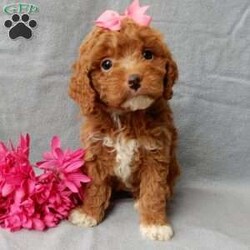 Eliza/Cavapoo									Puppy/Female	/14 Weeks,Prepare to fall in love!! I have the sweetest little F1b cavapoo face you have ever seen… My name is Eliza and I would love to come home with you! I am sure with one look into my warm, sweet eyes and I’ll be sure I will have captured your heart already! I am very happy, playful and very kid friendly! I stand out above the rest with my beautiful red coat with white markings!! Full of personality and always ready to give amazing puppy kisses, I would love to fill your home with all of my puppy love! I have been vet checked and I am up to date on vaccinations and dewormings and I will also come with a 1-year guarantee with the option of extending it to a 3-year guarantee. Shipping is available anywhere in the USA! My mother is Ivy, our sweet 14# cavapoo, and my father is Atlas, our handsome 16# AKC red miniature poodle and Atlas is also genetically tested clear! That makes me an F1b cavapoo and I will grow to approx. 14-16# and I will be hypoallergenic and nonshedding!! Why wait when you know I am meant to be yours? Call or text Martha  to make me the newest addition to your family and get ready to spend a lifetime of tail wagging fun! (7% sales tax on in home pickups)