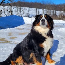 Jackson/Mini Bernedoodle									Puppy/Male	/9 Weeks,Jackson is a mini bernadoodle from Willow and Blake. He is an adorable little guy with a standard tri colored coat. 