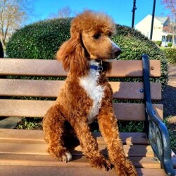 Eliza/Cavapoo									Puppy/Female	/14 Weeks,Prepare to fall in love!! I have the sweetest little F1b cavapoo face you have ever seen… My name is Eliza and I would love to come home with you! I am sure with one look into my warm, sweet eyes and I’ll be sure I will have captured your heart already! I am very happy, playful and very kid friendly! I stand out above the rest with my beautiful red coat with white markings!! Full of personality and always ready to give amazing puppy kisses, I would love to fill your home with all of my puppy love! I have been vet checked and I am up to date on vaccinations and dewormings and I will also come with a 1-year guarantee with the option of extending it to a 3-year guarantee. Shipping is available anywhere in the USA! My mother is Ivy, our sweet 14# cavapoo, and my father is Atlas, our handsome 16# AKC red miniature poodle and Atlas is also genetically tested clear! That makes me an F1b cavapoo and I will grow to approx. 14-16# and I will be hypoallergenic and nonshedding!! Why wait when you know I am meant to be yours? Call or text Martha  to make me the newest addition to your family and get ready to spend a lifetime of tail wagging fun! (7% sales tax on in home pickups)