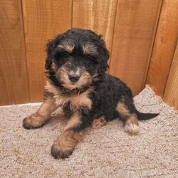 Roxy/Mini Bernedoodle									Puppy/Female	/December 5th, 2025,Meet Roxy, a sweet F2 mini Bernedoodle puppy. Roxy is playful and affectionate, and we anticipate she will grow to weigh between 25 to 35 pounds. We invite you to visit Roxy, her siblings, and her loving mother, who is known for her gentle and calm demeanor. Both parents have undergone genetic health testing to ensure the best for their puppies.