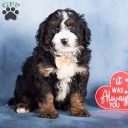 Timber/Bernedoodle									Puppy/Male	/9 Weeks,Timber is a classic Bernedoodle beauty with a timeless black tri-color coat accented by rich tan and crisp white markings. His coloring gives him that unmistakable Bernese look, paired with the intelligence and charm of a Poodle. Timber has a playful yet grounded personality and carries himself with a gentle confidence.