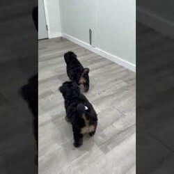 Jasper/Mini Bernedoodle									Puppy/Male	/15 Weeks,Meet Jasper! This sweet and adorable Mini Bernedoodle is looking for a forever family!