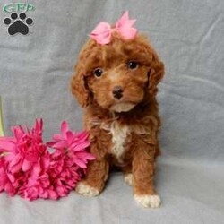 Eliza/Cavapoo									Puppy/Female	/14 Weeks,Prepare to fall in love!! I have the sweetest little F1b cavapoo face you have ever seen… My name is Eliza and I would love to come home with you! I am sure with one look into my warm, sweet eyes and I’ll be sure I will have captured your heart already! I am very happy, playful and very kid friendly! I stand out above the rest with my beautiful red coat with white markings!! Full of personality and always ready to give amazing puppy kisses, I would love to fill your home with all of my puppy love! I have been vet checked and I am up to date on vaccinations and dewormings and I will also come with a 1-year guarantee with the option of extending it to a 3-year guarantee. Shipping is available anywhere in the USA! My mother is Ivy, our sweet 14# cavapoo, and my father is Atlas, our handsome 16# AKC red miniature poodle and Atlas is also genetically tested clear! That makes me an F1b cavapoo and I will grow to approx. 14-16# and I will be hypoallergenic and nonshedding!! Why wait when you know I am meant to be yours? Call or text Martha  to make me the newest addition to your family and get ready to spend a lifetime of tail wagging fun! (7% sales tax on in home pickups)