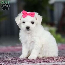 Cayli/Bichon Frise									Puppy/Female	/6 Weeks,Cayli is an absolutely adorable AKC Bichon puppy with a heart as soft as her fluffy white curls. This sweet little girl has the brightest, most curious eyes and a playful spirit that makes everyone fall in love with her instantly. Whether she’s prancing around with her tiny paws, snuggling up for cuddles, or showing off her gentle, loving personality, Cayli brings pure joy wherever she goes. She’s the perfect mix of elegance and puppy mischief—an irresistibly cute little companion who’s clearly destined to be someone’s very best friend,
