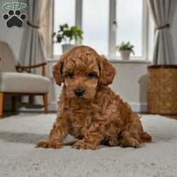 BELLA/Miniature Poodle									Puppy/Female	/10 Weeks,Are you looking for an awesome puppy ? This one would love to be your buddy !! Bred to bring joy and love to your life .This youngster is waiting for you . She is AKC reg and parents are genetic health test