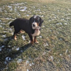 Austin/Bernese Mountain Dog									Puppy/Male	/9 Weeks,Meet Austin, an absolutely adorable AKC Bernese Mountain Dog puppy with a gentle heart and an irresistible personality. This handsome little boy is full of sweetness, curiosity, and calm charm, always content to be by your side or soaking up love from his favorite people. With his fluffy tri-color coat, big expressive eyes, and cuddly nature, Austin has a special way of melting hearts the moment you meet him. He’s affectionate, easygoing, and eager to please, making him a wonderful companion and a perfect addition to any loving home.